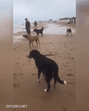 dogs vs sea monsters