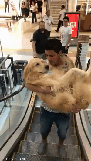 He is helping a dog to take the elevator