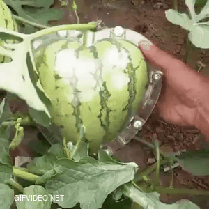 How to have a heart-shaped watermelon.
