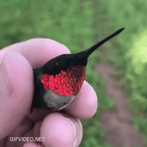 Little hummingbird.
