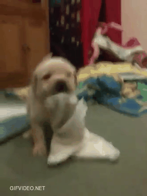 My precious little pup having a blast with a towel