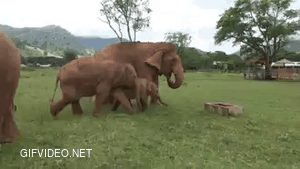 Protect elephants from wells
