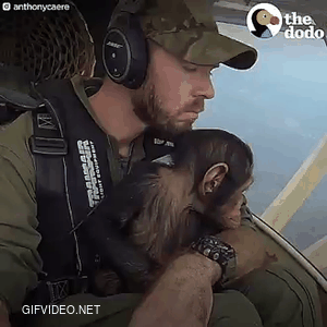 Rescued baby chimp flown to new home