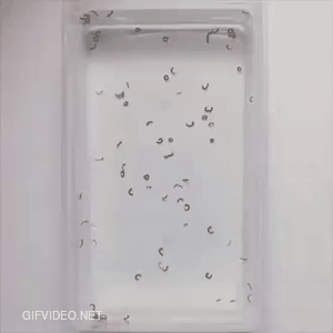 Simple way to catch larvae