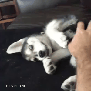 Simple way to play with a dog. Please scratch its belly.