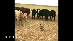 The battle between cows and ducks