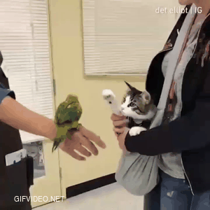 The cat just wants to touch the bird
