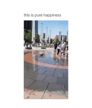 The dog likes to play with fountains
