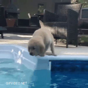 The first time the dog swam.