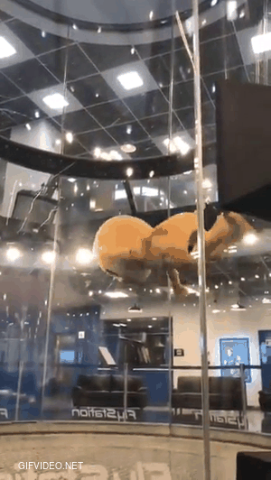 This bear can fly