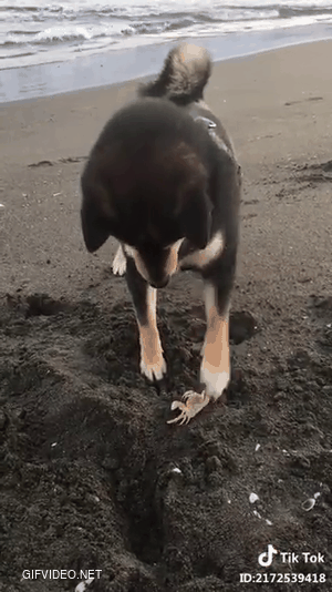 War between crabs and dogs