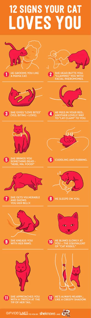 Watch 12 signs, do your cats love you?