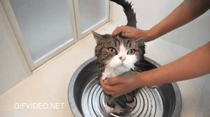 You can bathe your cat