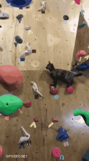 You can climb walls with cats
