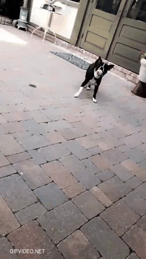 dog knows how to dance