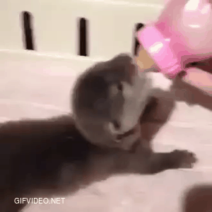 Happy baby otter
