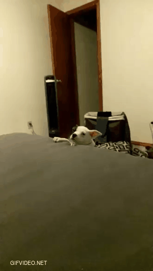 Smolpup wants on the bed so bad