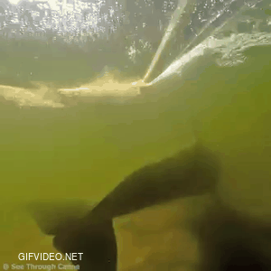 Squeaky dolphin under my canoe