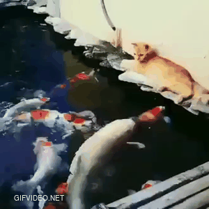 The fish wants to touch the cat