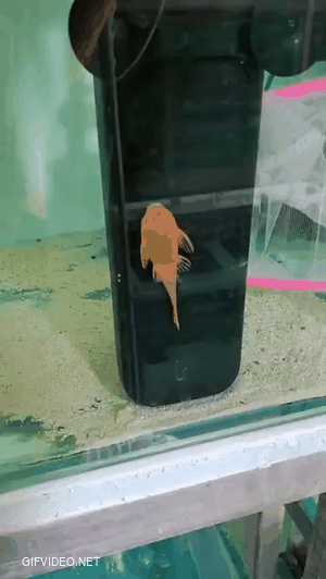 This fish is smarter than me