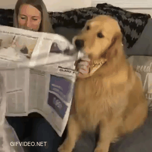 When you want to read the newspaper, your pet wants to go out