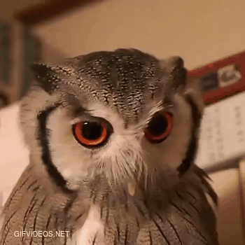 Activate owl threat-face!