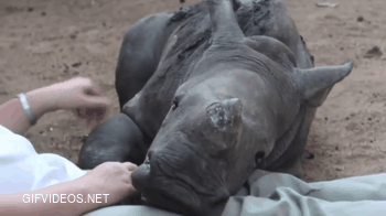 Baby rhino Gertjie scared to sleep alone after his mother is killed by poachers
