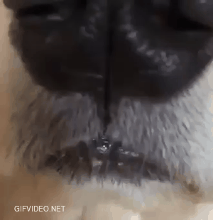 Booping the snoot with upvote mlem.