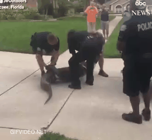 Cop gets knocked out by Gator.