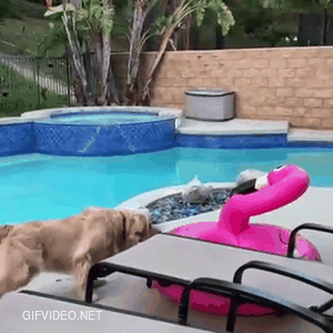 Dog meets a flamingo.