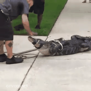 Gator wrangler knocked out cold by headbutt.