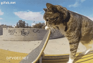 I give you Radical Cat. cat cat. gifvideo.net