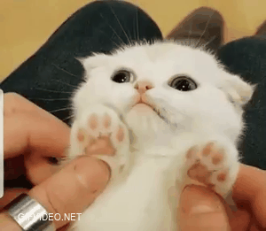 Miny mittens, cat so cute.