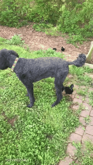 Our pet duck is obsessed with poodles. gifvideo.net