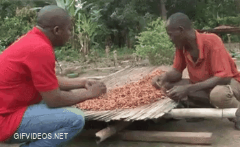 Poor Cocoa Farmers Taste Chocolate for the first time