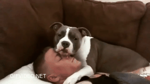 Rescued Pit turns into the best friend he always wanted.