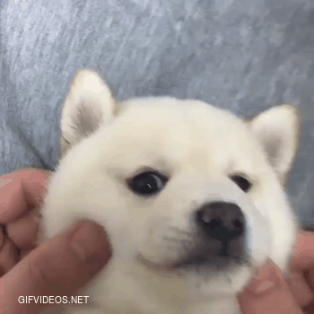 Such squishy cheeks dog cute. gifvideos.net