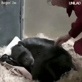 A 59-year-old chimpanzee was refusing food and ready to die — until she received one last visit from an old friend..