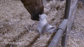 A Horse And A Kitten Becoming The Best Of Friends