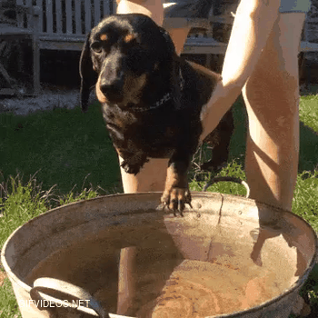 A post in appreciation of dogs who airswim