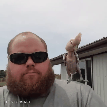A rescue bird partying
