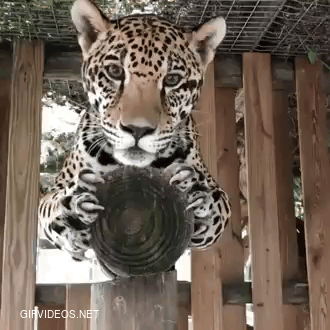 Adorable jaguar using their claws to help themselves stay balanced