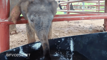 Baby elephant learning to drink
