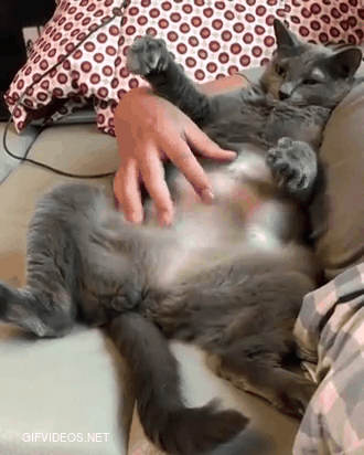 Belly scratches