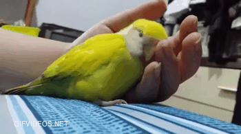 Bird in bliss