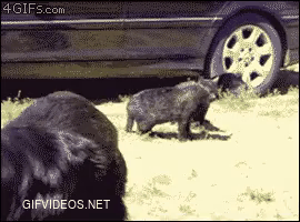 Bitches breaking a cat-fight