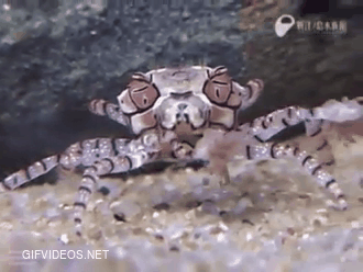 Boxer crab holds sea anemones as defence pom-poms