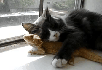 Cat Loves bearded Dragon