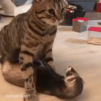 Cat vs. Cat snake
