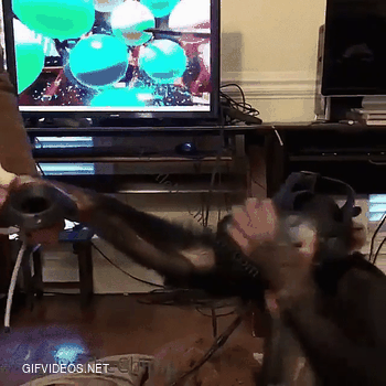 Chimp testing out VR
